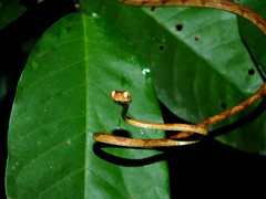 Imantodes lentiferus