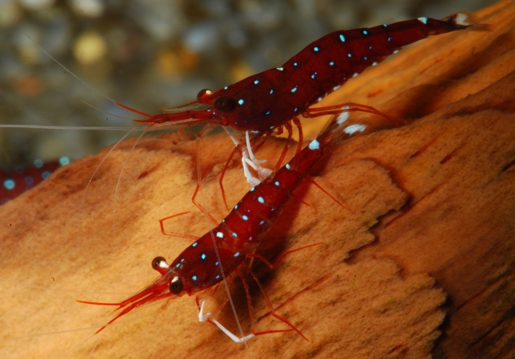 Crevette cardinale de Sulawesi (Caridina dennerli)
