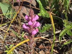 Orthocarpus bracteosus