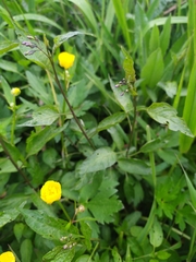 Solanum dulcamara
