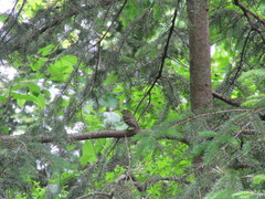 Empidonax flaviventris