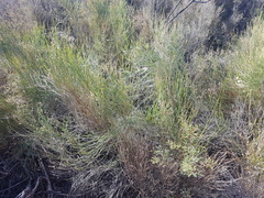 Baccharis spartioides