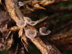 Resupinatus cupuliformis