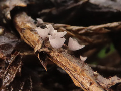 Resupinatus cupuliformis