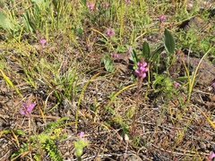 Orthocarpus bracteosus