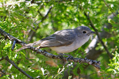 Vireo vicinior