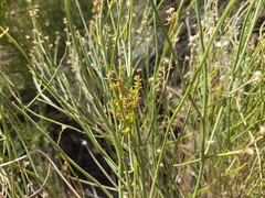 Baccharis spartioides