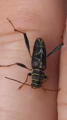 Neoclytus scutellaris