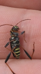 Neoclytus scutellaris
