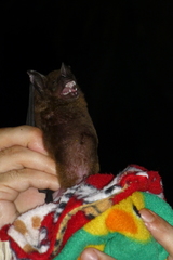 Phyllostomus hastatus