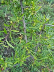 Rhamnus erythroxyloides
