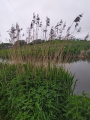 Phragmites australis