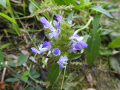 Prunella vulgaris lanceolata