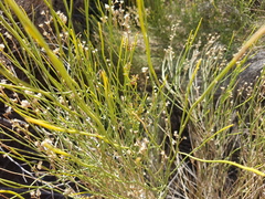 Baccharis spartioides