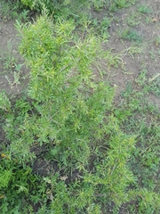 Rhamnus erythroxyloides
