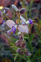 Hebecarpa barbeyana