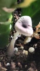 Lepiota lilacea