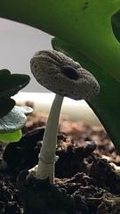 Lepiota lilacea