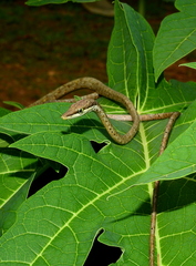 Oxybelis rutherfordi