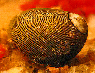 Olive nerite