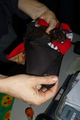 Phyllostomus hastatus