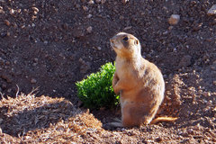 Cynomys parvidens