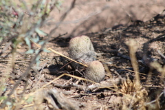 Escobaria chihuahuensis
