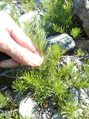 Erigeron reductus angustatus