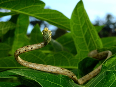 Oxybelis rutherfordi
