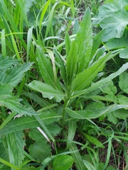 Cirsium arvense