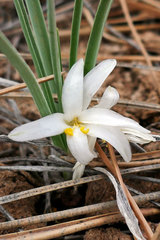 Leucocrinum montanum