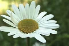 Leucanthemum vulgare