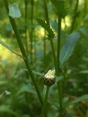 Leucanthemum vulgare