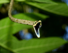 Oxybelis rutherfordi