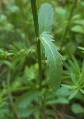 Leucanthemum vulgare