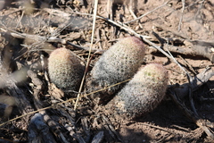 Escobaria chihuahuensis
