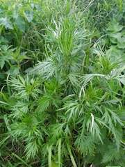 Artemisia vulgaris