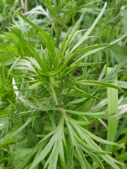 Artemisia vulgaris