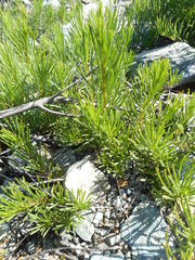 Erigeron reductus angustatus