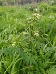 Anthriscus sylvestris