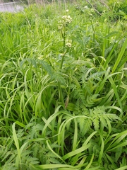 Anthriscus sylvestris