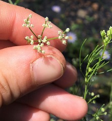 Spermolepis echinata