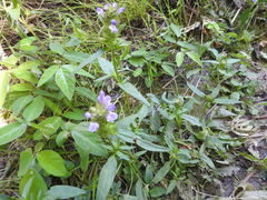 Prunella vulgaris lanceolata