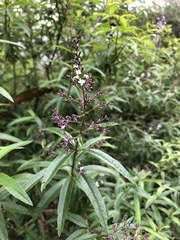 Aloysia citrodora