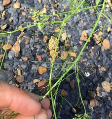 Spermolepis echinata