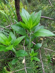 Erigeron annuus