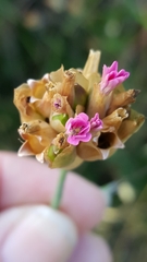Armeria maritima californica