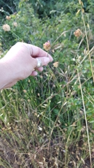 Armeria maritima californica