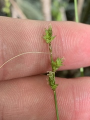 Carex interior