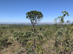 Vochysia thyrsoidea